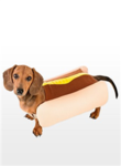 Hotdog fan dog