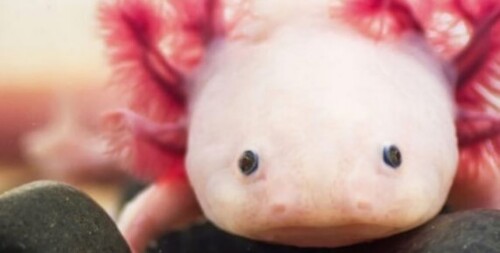 swim with an axolotl!