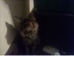 Sophia_CATS