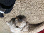 dog lay down