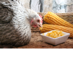 #Chickens eat cron