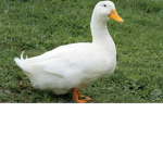 pato clan