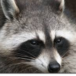 Raccoonss