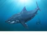 Megalodon fans