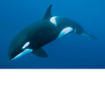 The Global Whale