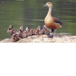 the ducky's squad