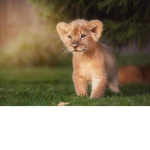 Lion cub army