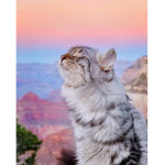 ejército de gatitos