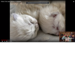 KITTENS!!!!!