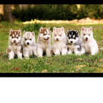 Doggo Tribe