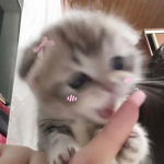 MLODDY