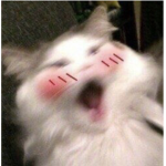 Qoobys and doges