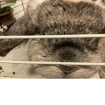 Bunnyland29101908