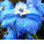 blue flower