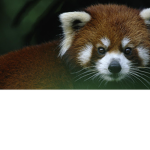 Red Pandas Home