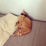 Bacon! Cat!