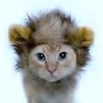 The Dutch lion of squishies
