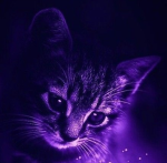 Humble Kitty Apparel
