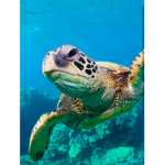 I like turtILs