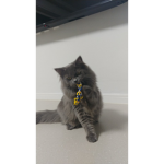 고양이 구룹