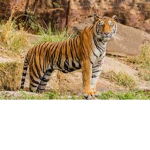 Tiger Fang Club