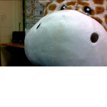 G THE RAFFE NATION