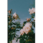 * Alex’s Roses *