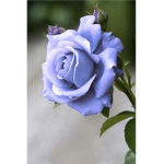 Blue-Roses