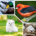 Animals United in Peace