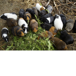 Kenji's Herd