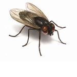 DONT SQUASH FLYS