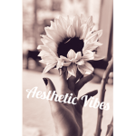 Aesthetic Vibes Forever!!
