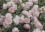 ୨୧ starflora