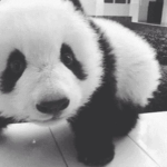 Panda Dimension