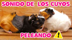 LOS CUYITOS