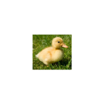 mr baby duck