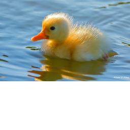 Duck waters