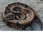 Snake Lover Squad