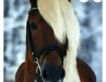 Wild horse island lessons