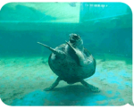 Turtle crew crew