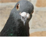 Pigeon Group!