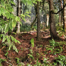 🍃