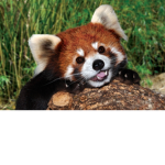 The Range of Red Pandas