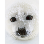 Seal squad team