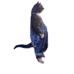 da krib