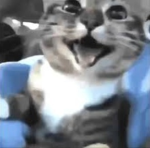 Un gato en la portada