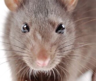 rat hangout