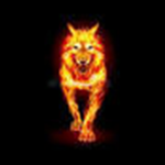 taim fires