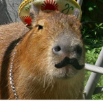 Capybara_loves
