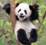 DaCutePandas